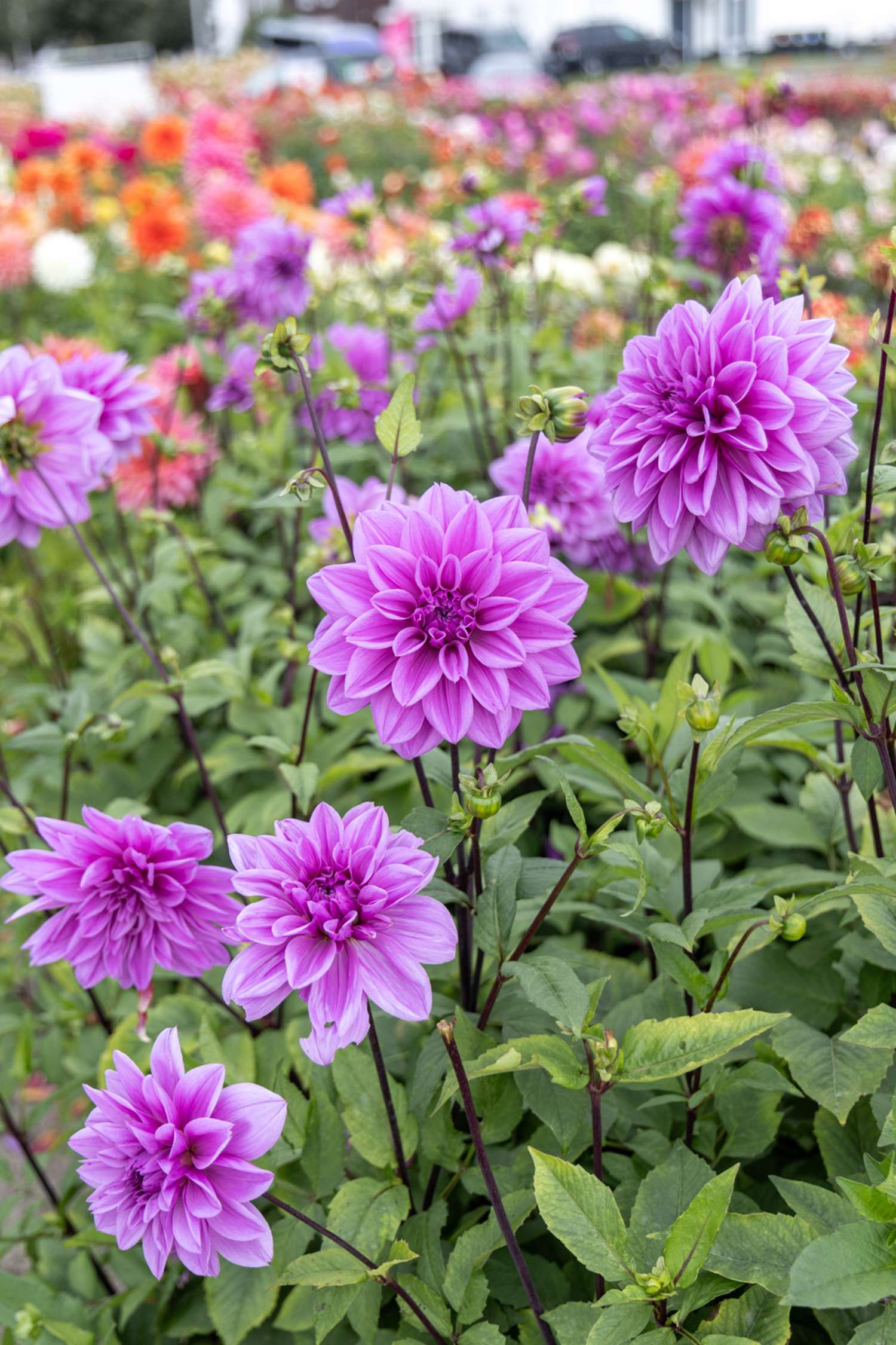 Dahlie 'Lilac Time'